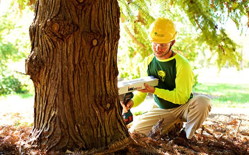 Tree Cutting
