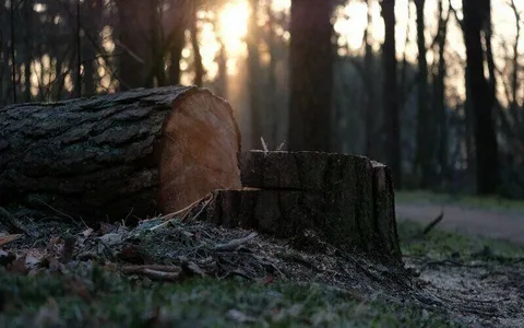 trees