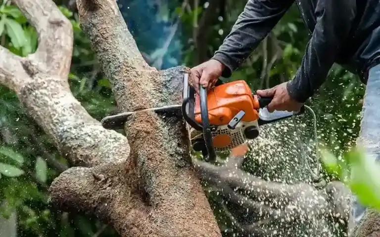 Enhancing Landscape Design Through Selective Tree Removal And Tree Cutting