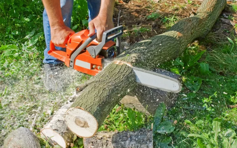 tree cutting image2