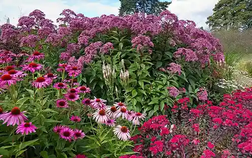 Native Plants