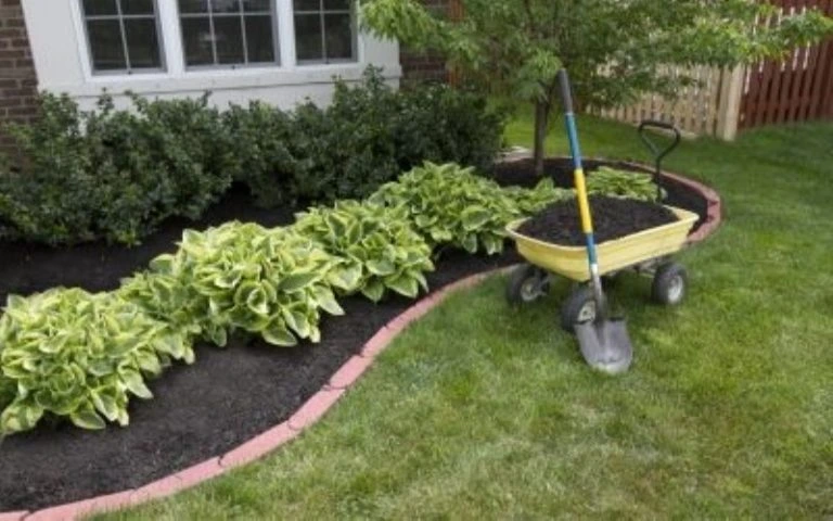 How to Replace Cut Trees with Better Landscaping Option